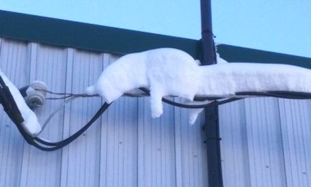Readers send in photo of kitty on a wire