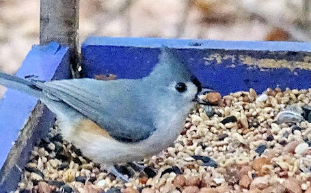 Kincardine Christmas Bird Count reports two new species