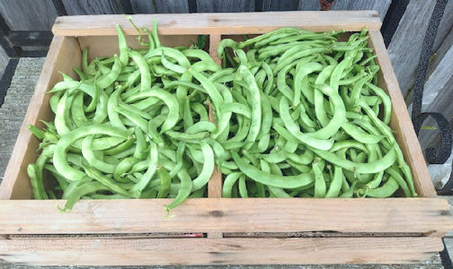 ​Fund-raiser grows hope for youth programs at Bruce Botanical Food Gardens in Ripley