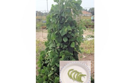 Sultan's Green Crescent Bean is focus of Bruce Botanical Food Gardens this season