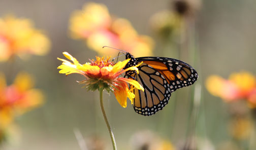 NIMBY: Nature In My Back Yard - Keystone plants