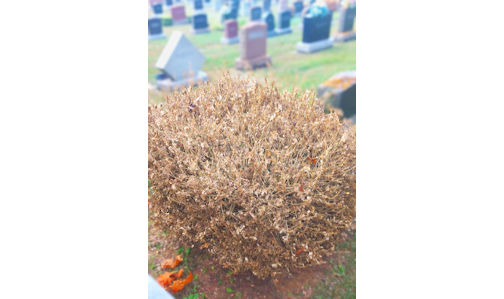Boxwood shrubs being removed from Kincardine Cemetery