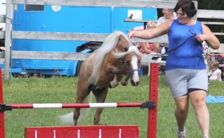 Small, enthusiastic crowd at miniature horse show Sunday at Kincardine Fall Fair