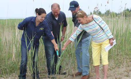 Enbridge partners with Kincardine, SVCA and Coastal Centre in phragmites eradication at Brucedale