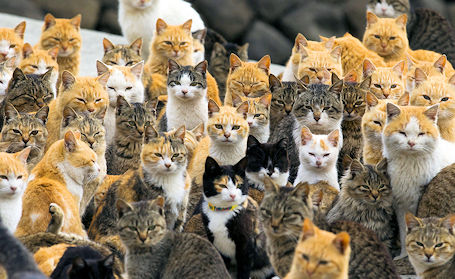 Huron-Kinloss has no interest in regulating cats in the township