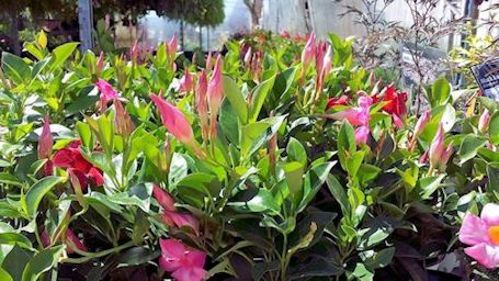 Kincardine Home Hardware garden centre in full swing